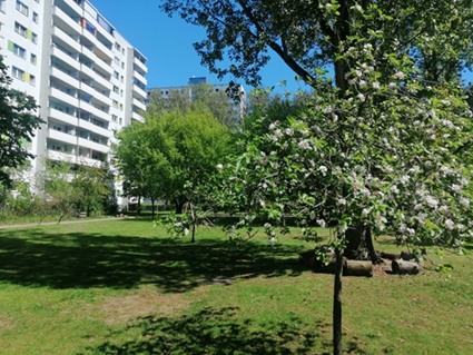 Kita Maercheninsel Garten mit bluehendem Baum