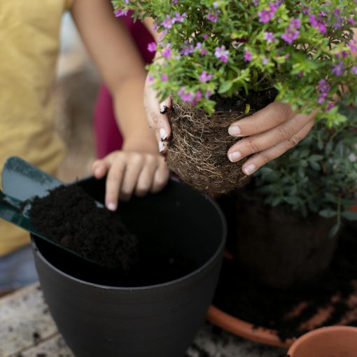 Foto©freepik.com_17805359_nahaufnahme-transplantationsprozesses-von-pflanzen
