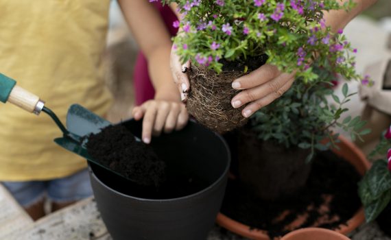 Foto©freepik.com_17805359_nahaufnahme-transplantationsprozesses-von-pflanzen